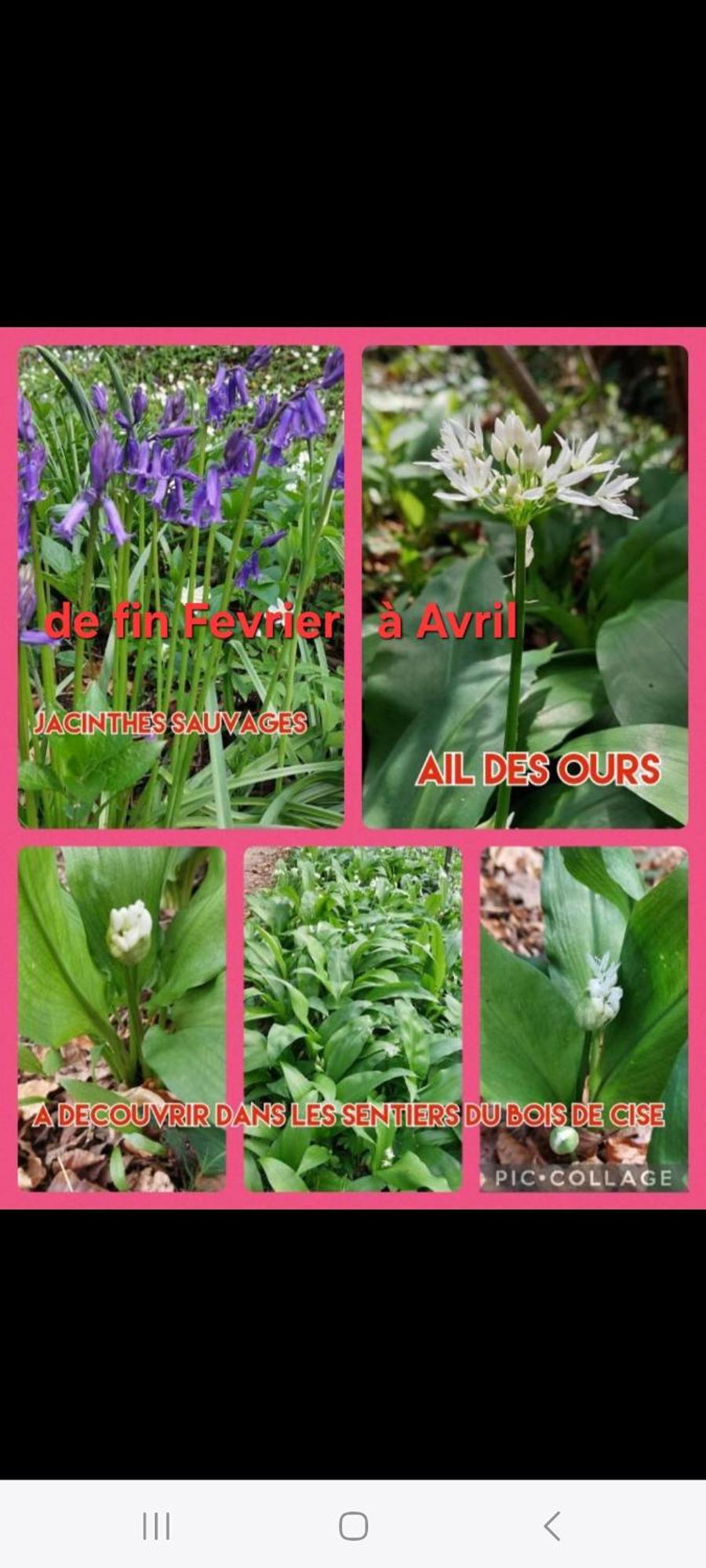 Le Bois de CiseLe Cise Eau A Bois公寓 外观 照片